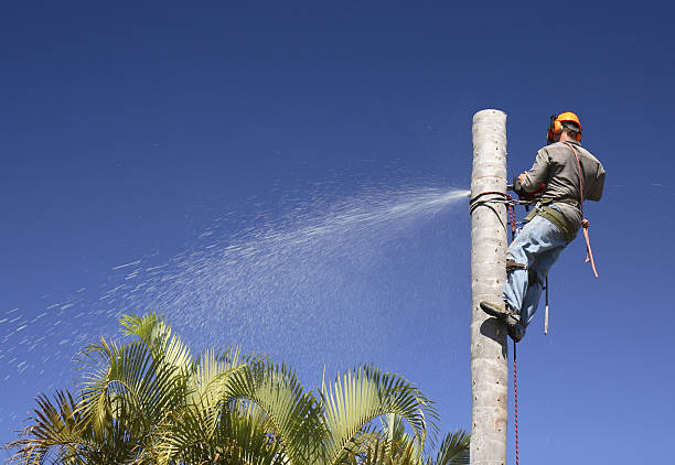 Tree and Shrub Care in Country Clu, CA